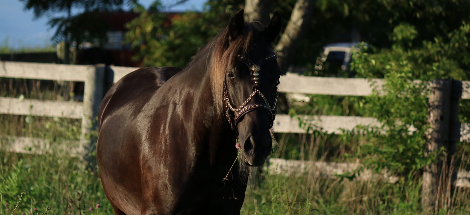 Singlefoot Farms